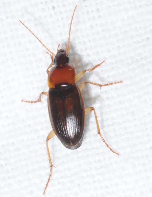 Calathus melanocephalus - vörösnyakú tarfutó