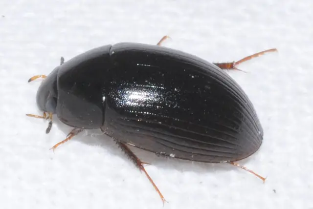 Hydrobius