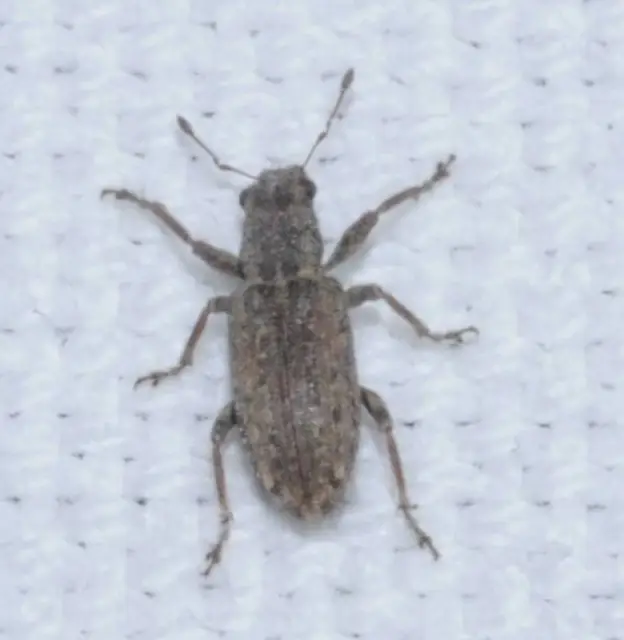 Sitona callosus - szempillás csipkézőbogár