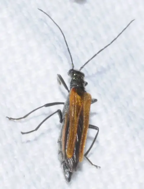 Oedemera femorata - sárgahátú álcincér