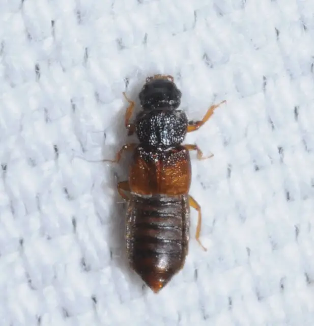 Anotylus rugosus - rovátkáshátú korhóholyva Anotylus rugosus - rovátkáshátú korhóholyva