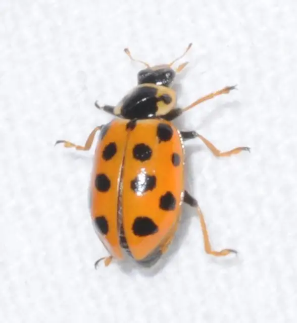 Hippodamia tredecimpunctata - mocsári katica