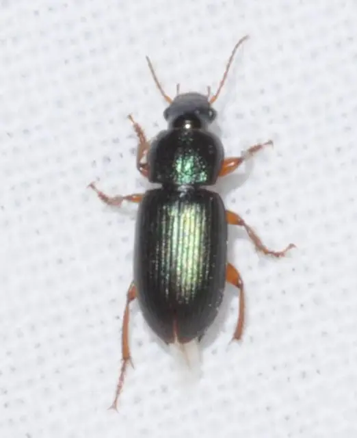 Ophonus azureus - azúrkék bársonyfutó