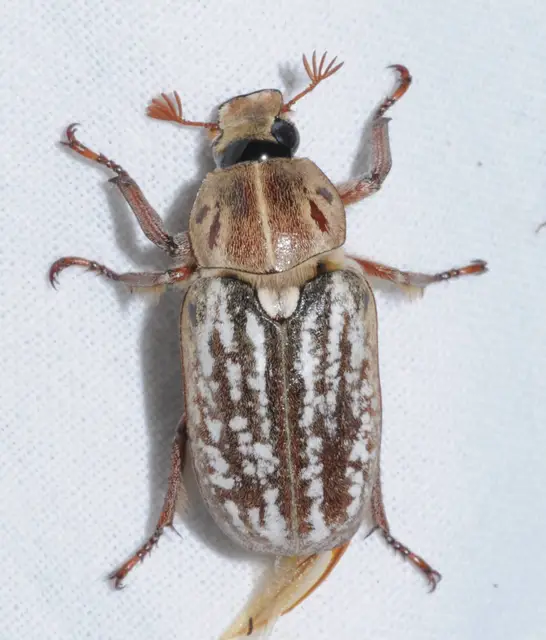Anoxia orientalis - keleti cserebogár