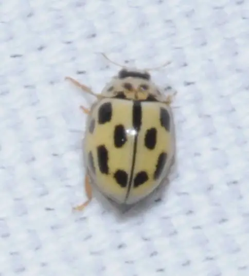 Propylea quatuordecimpunctata - tizennégypettyes füsskata