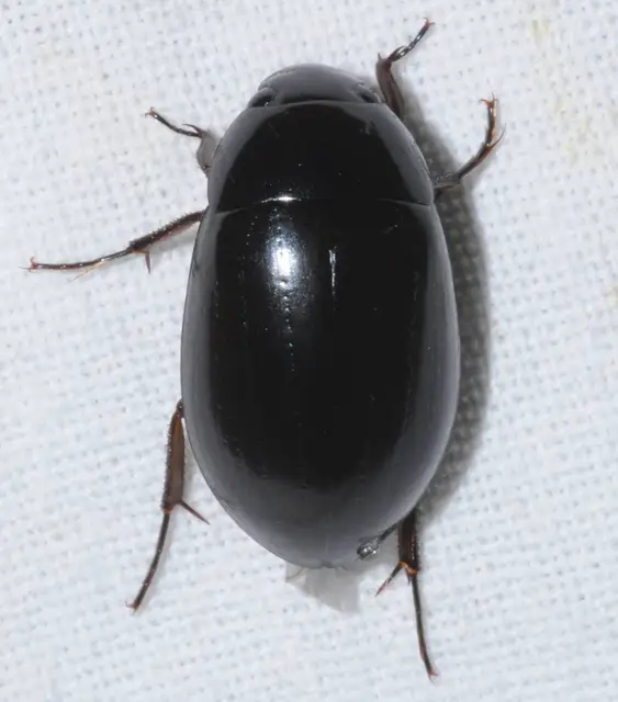 Hydrochara caraboides - kis csibor