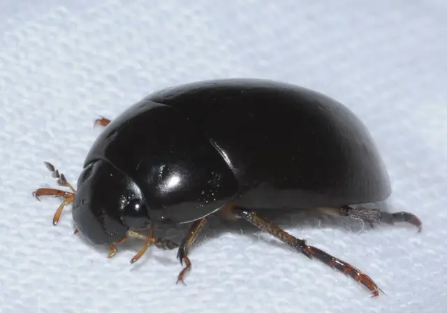 Hydrochara flavipes - sárgalábú csibor