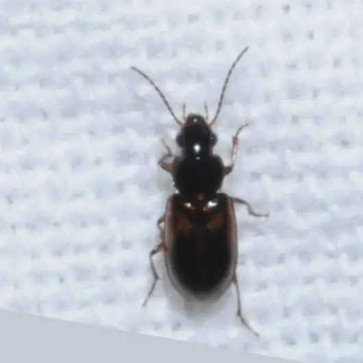 Acupalpus maculatus - vállfoltos törpefutonc