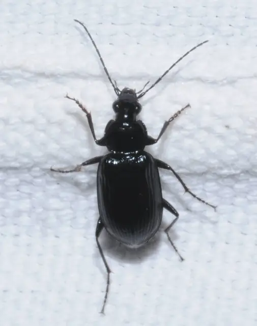 Agonum lugens - mocsári kisfutó Agonum lugens - mocsári kisfutó