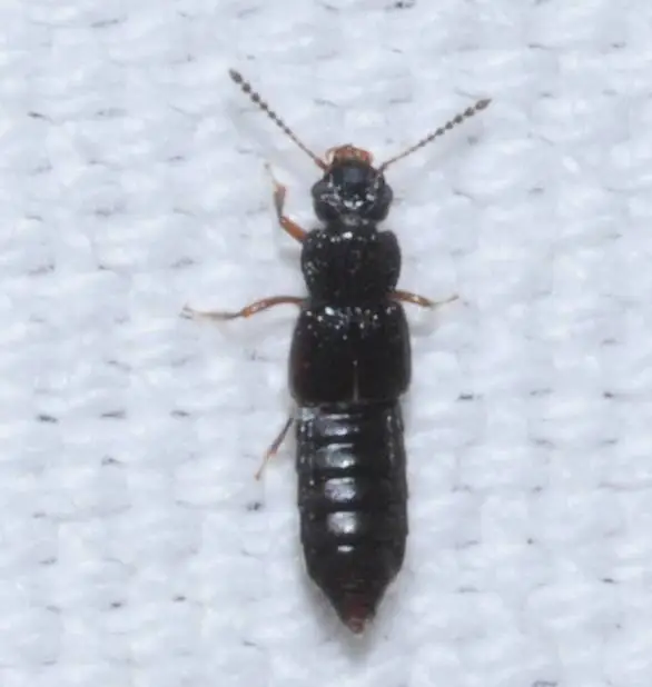 Anotylus rugosus - rovátkáshátú korhóholyva Anotylus rugosus - rovátkáshátú korhóholyva
