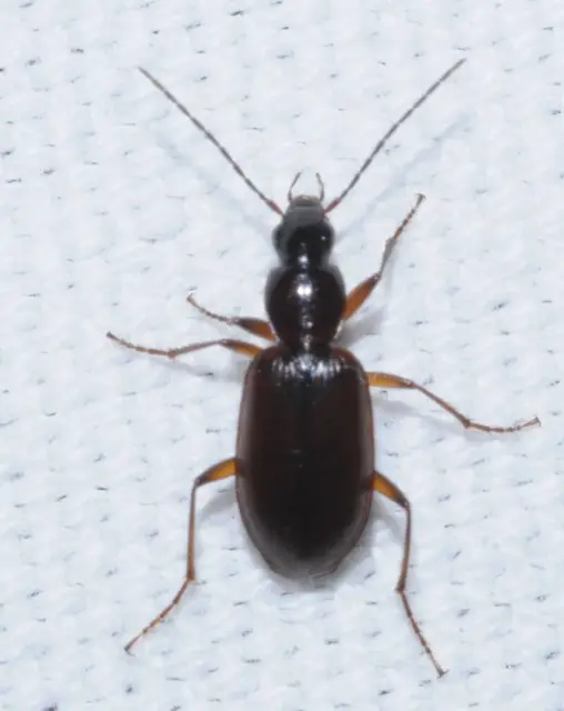 Agonum thoreyi - hosszúnyakú kisfutó Agonum thoreyi - hosszúnyakú kisfutó