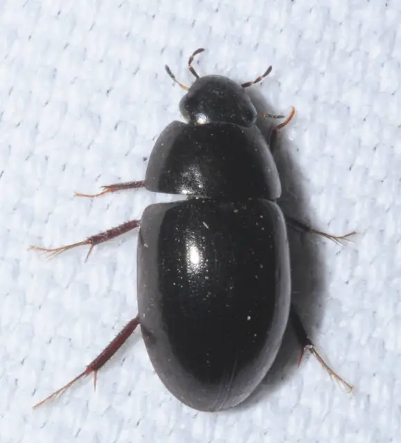 Limnoxenus niger - fekete csibor