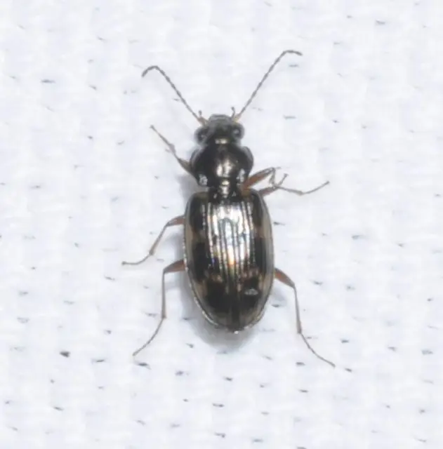 Bembidion varium - rajzos gyorsfutó