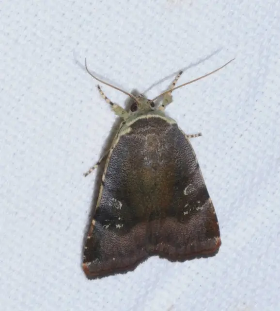 Noctua janthe/janthina