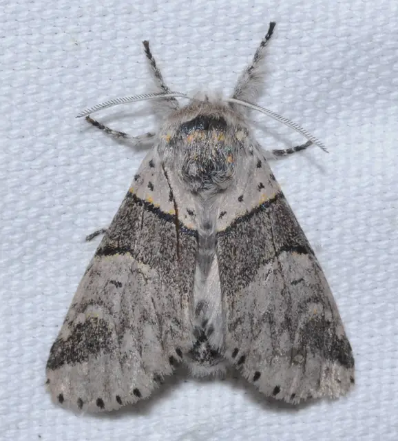 Furcula bifida - kis púposszövő