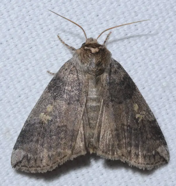 Tethea or - bélyeges pihésszövő