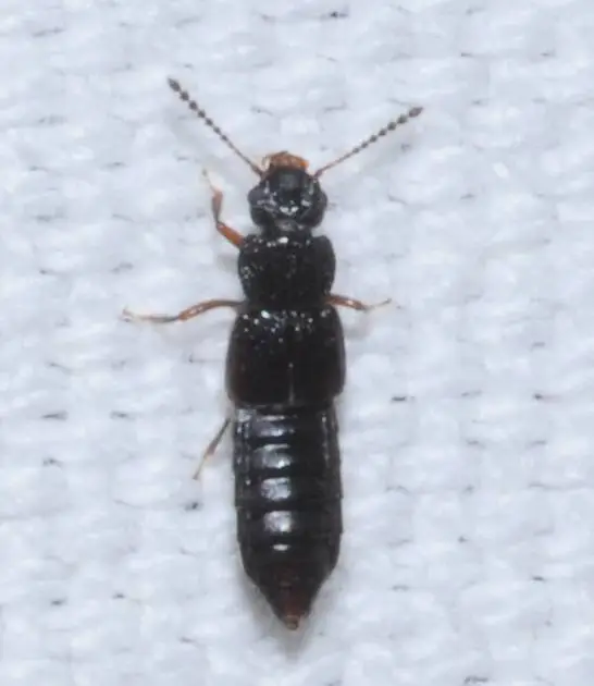 Anotylus rugosus - rovátkáshátú korhóholyva Anotylus rugosus - rovátkáshátú korhóholyva