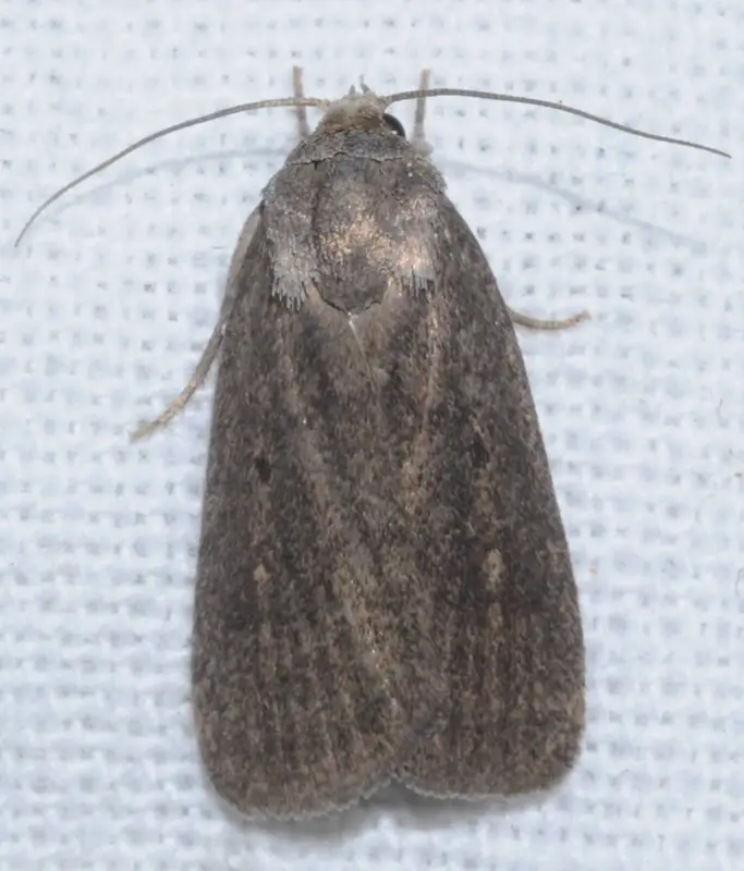 Gracilathetis kovacssandori - Kovács Sándor lápibaglya