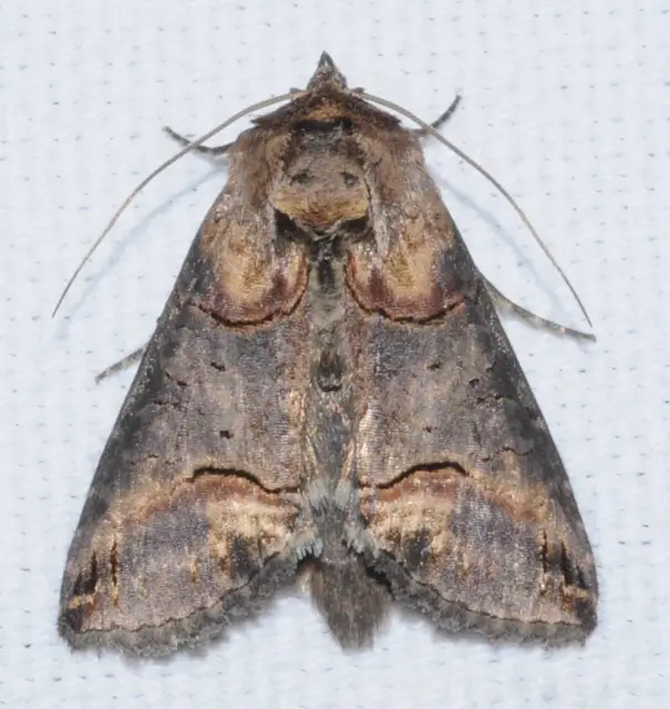 Abrostola triplasia - közönséges csalánbagoly