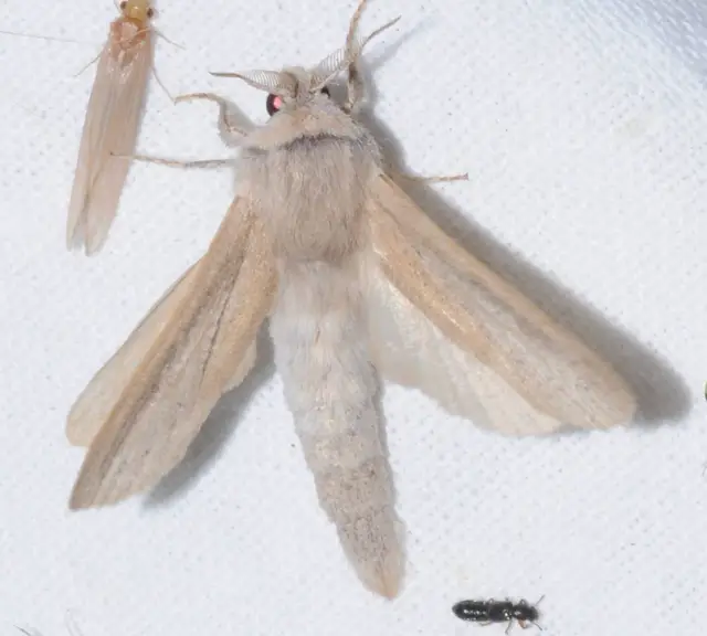 Phragmataecia castaneae - nádfúrólepke