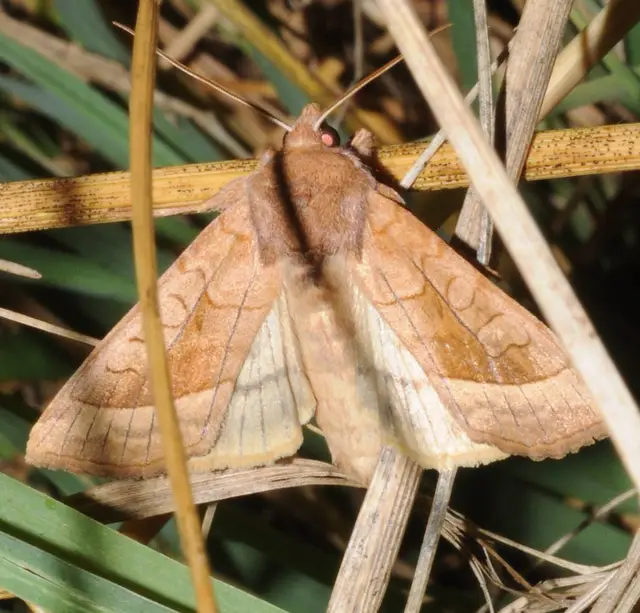 Hydraecia micacea - csillogó acsalapubagoly