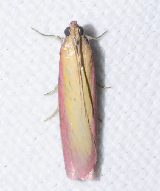 Oncocera semirubella - lucernamoly