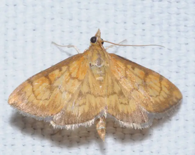 Ecpyrrhorrhoe rubiginalis - rozsdavörös tűzmoly
