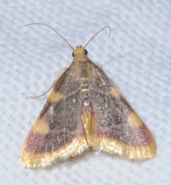 Hypsopygia costalis - szénailonca