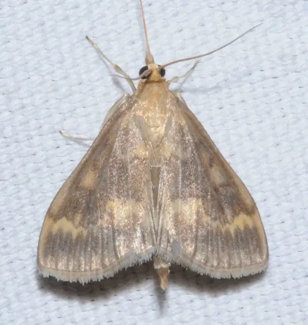 Ostrinia nubilalis - kukoricamoly