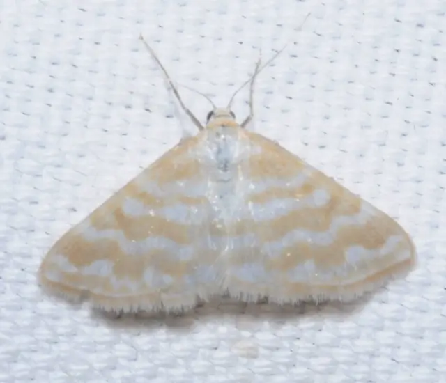 Idaea sericeata - selymes sávosaraszoló