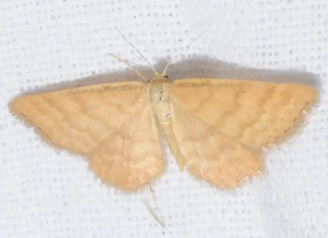 Idaea serpentata - kis sávosaraszoló
