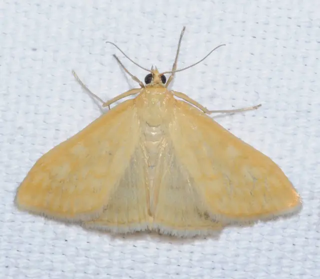 Sitochroa verticalis - világossárga dudvamoly