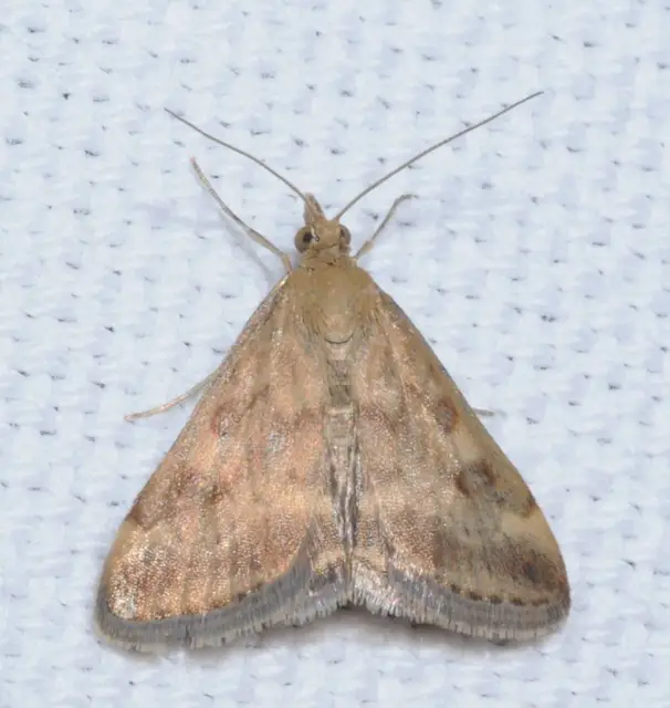 Pyrausta despicata - réti bíbormoly