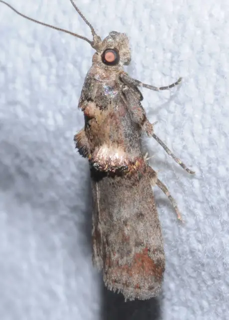 Trachonitis cristella - bokorrágó karcsúmoly