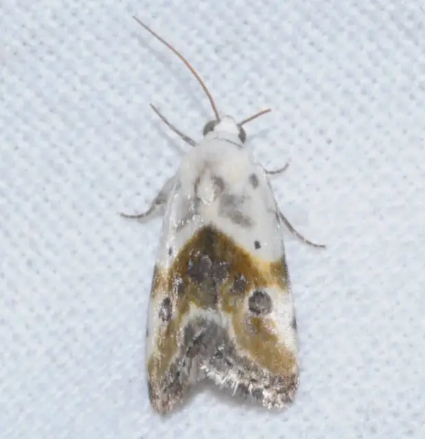 Ponometia candefacta - parlagfűbagoly