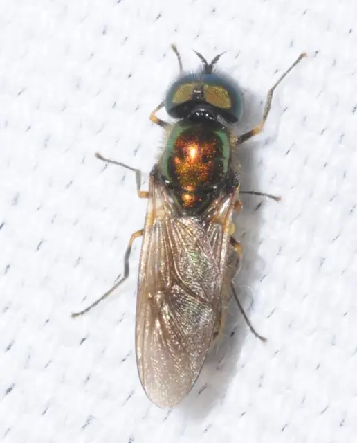 Chloromyia formosa - közönséges fémeslégy