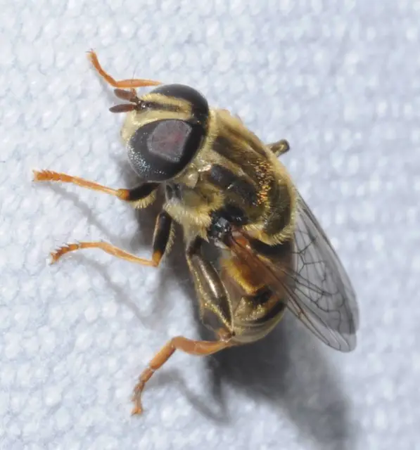 Merodon