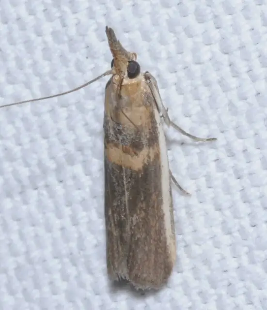 Etiella zinckenella - akácmoly
