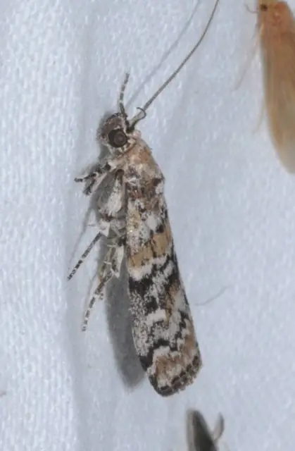 Dioryctria