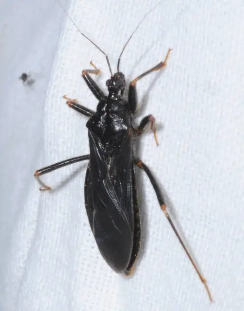 Reduvius personatus - szemetes zugpoloska