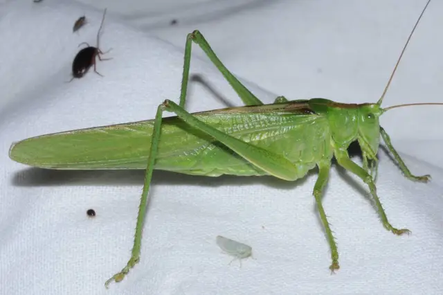 Tettigonia viridissima - zöld lombszöcske