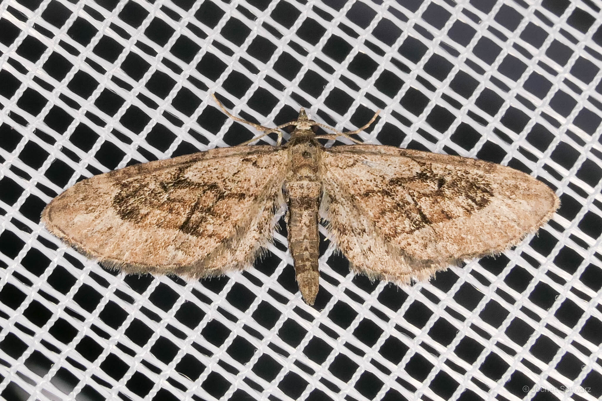 Eupithecia nanata - keskenyszárnyú törpearaszoló