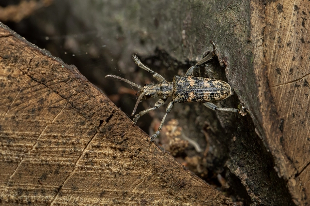 Rhagium sycophanta - tölgyes-tövisescincér