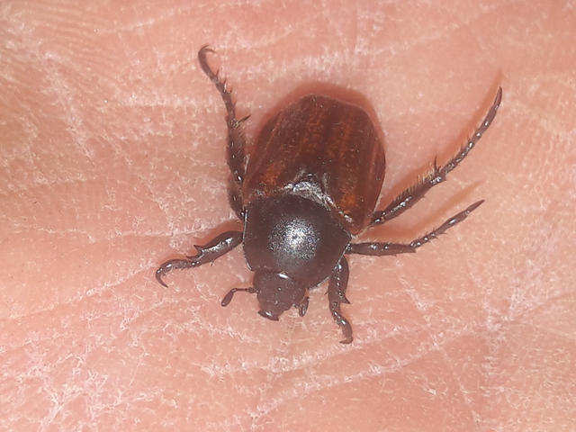 Anisoplia lata - széles szipoly Anisoplia lata - széles szipoly