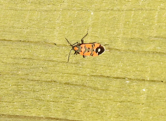 Lygaeus equestris/simulans