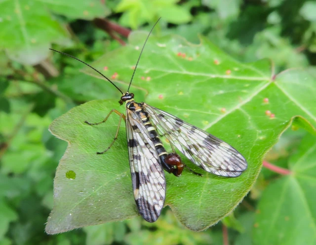 Panorpa vulgaris