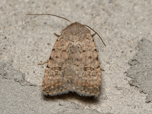 Paradrina clavipalpis - közönséges selymesbagoly