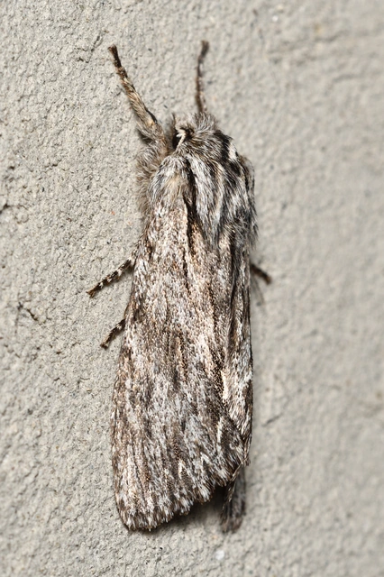 Asteroscopus sphinx - csillagnéző bundásbagoly