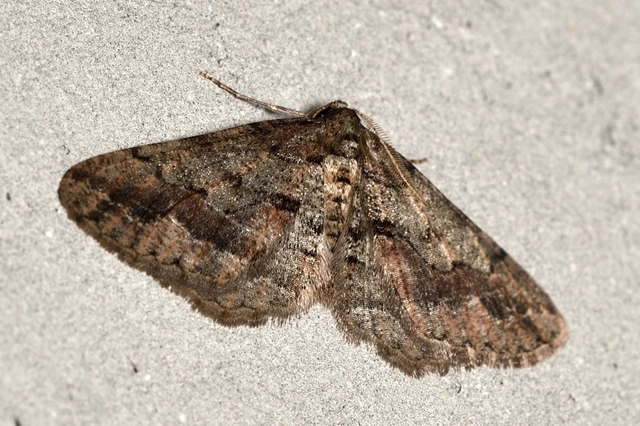 Agriopis bajaria - kökény-téliaraszoló