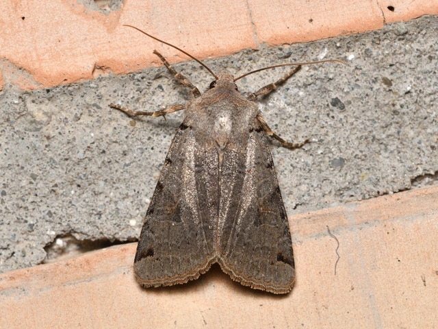 Anchoscelis litura - tarka őszibagoly